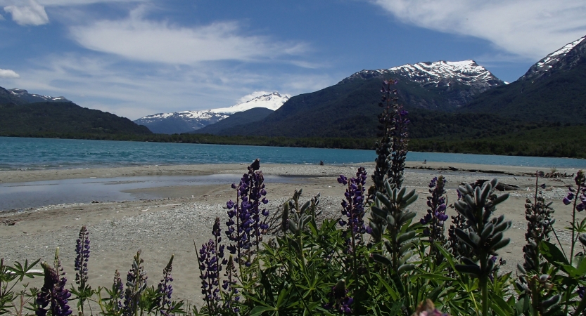 In the foreground, purple flowers jut upwards over a sandy beach. Beyond the beach is a blue body of water, framed by snow-capped mountains. 